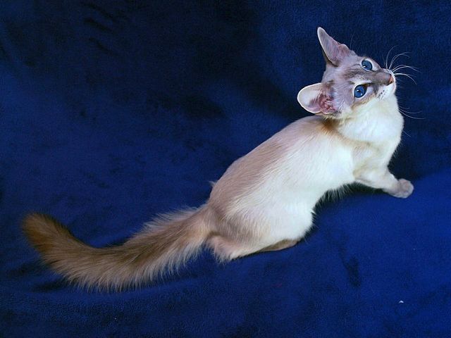 Выведенные породы кошек в Благовещенске | ЗооТом портал о животных
