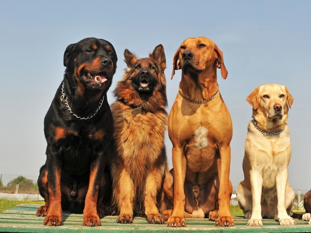 Крупные породы собак в Благовещенске | ЗооТом портал о животных
