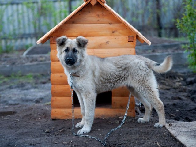 Все о собаках в Благовещенске